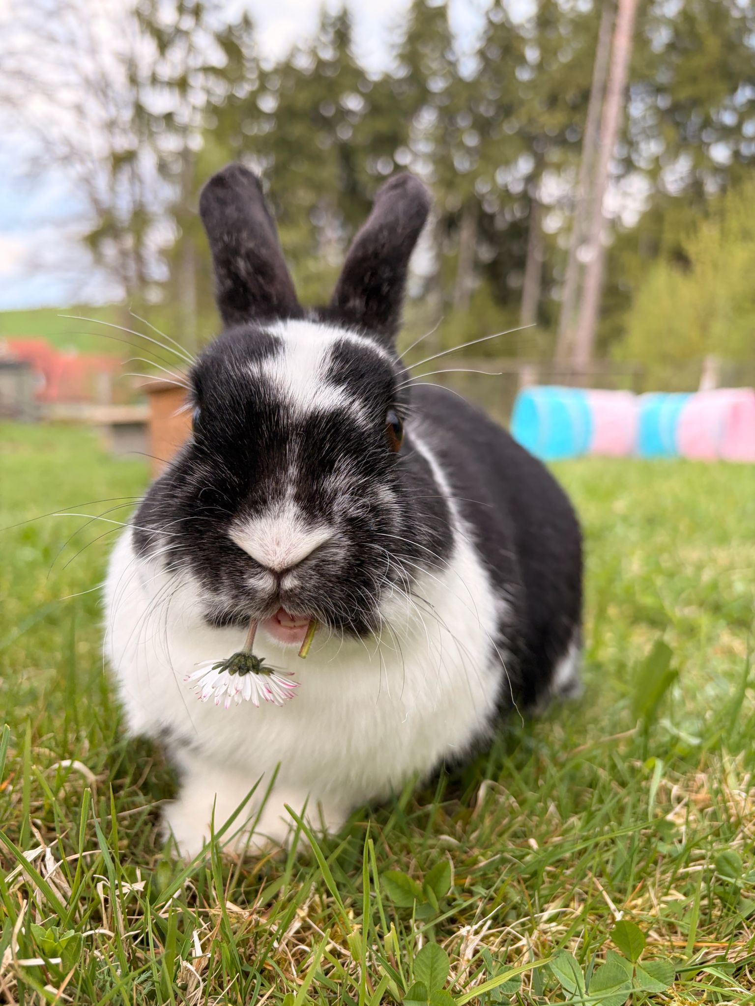 finn